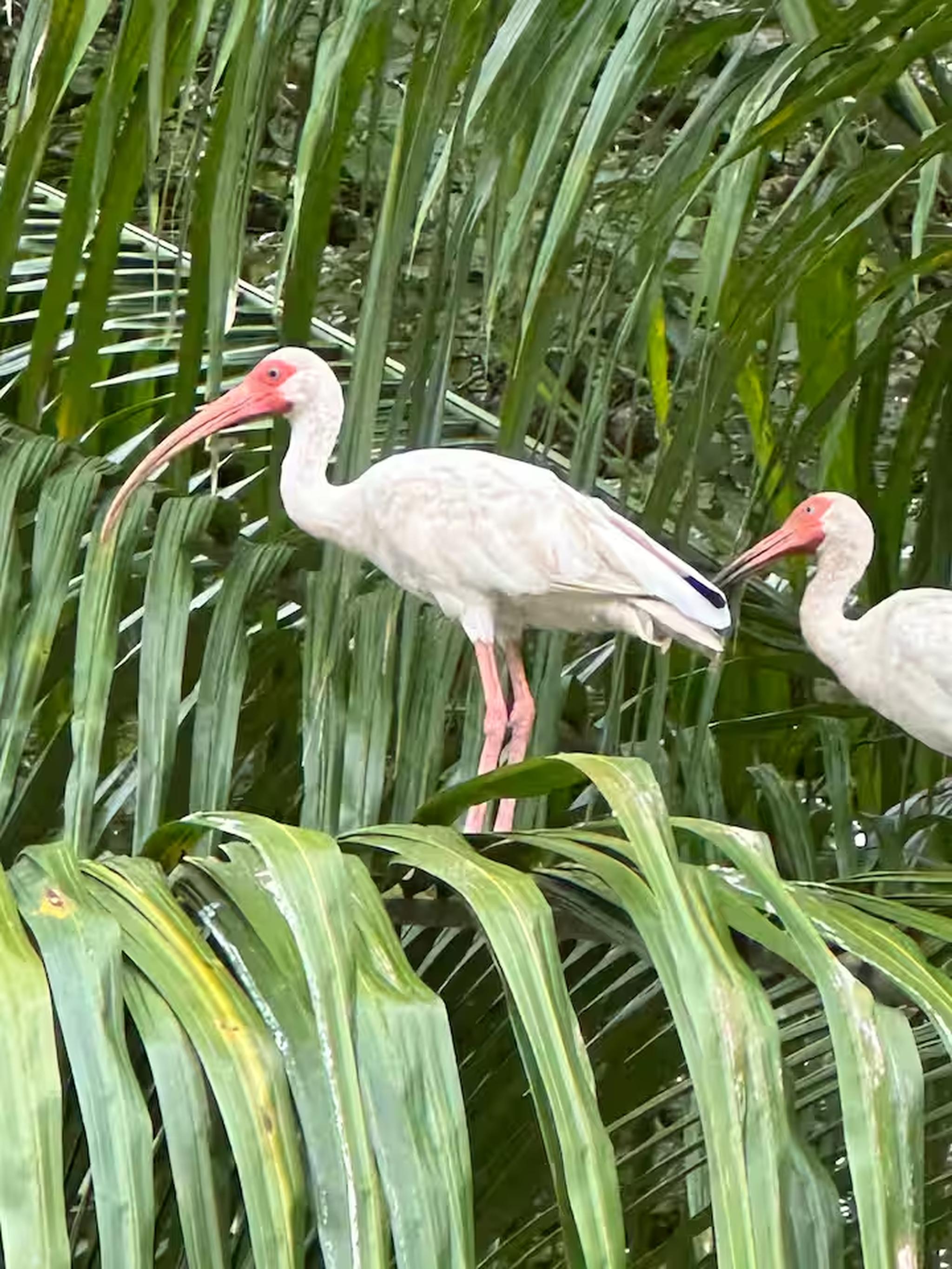 Tropical wildlife views with graceful ibis in lush palm surroundings