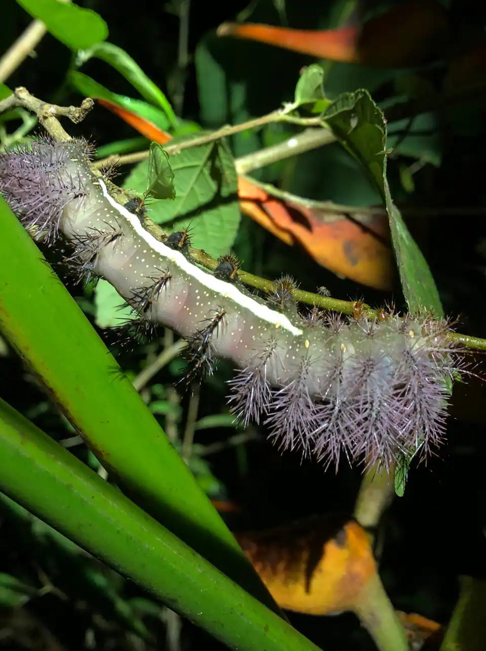 Tropical wildlife up close in the lush natural surroundings
