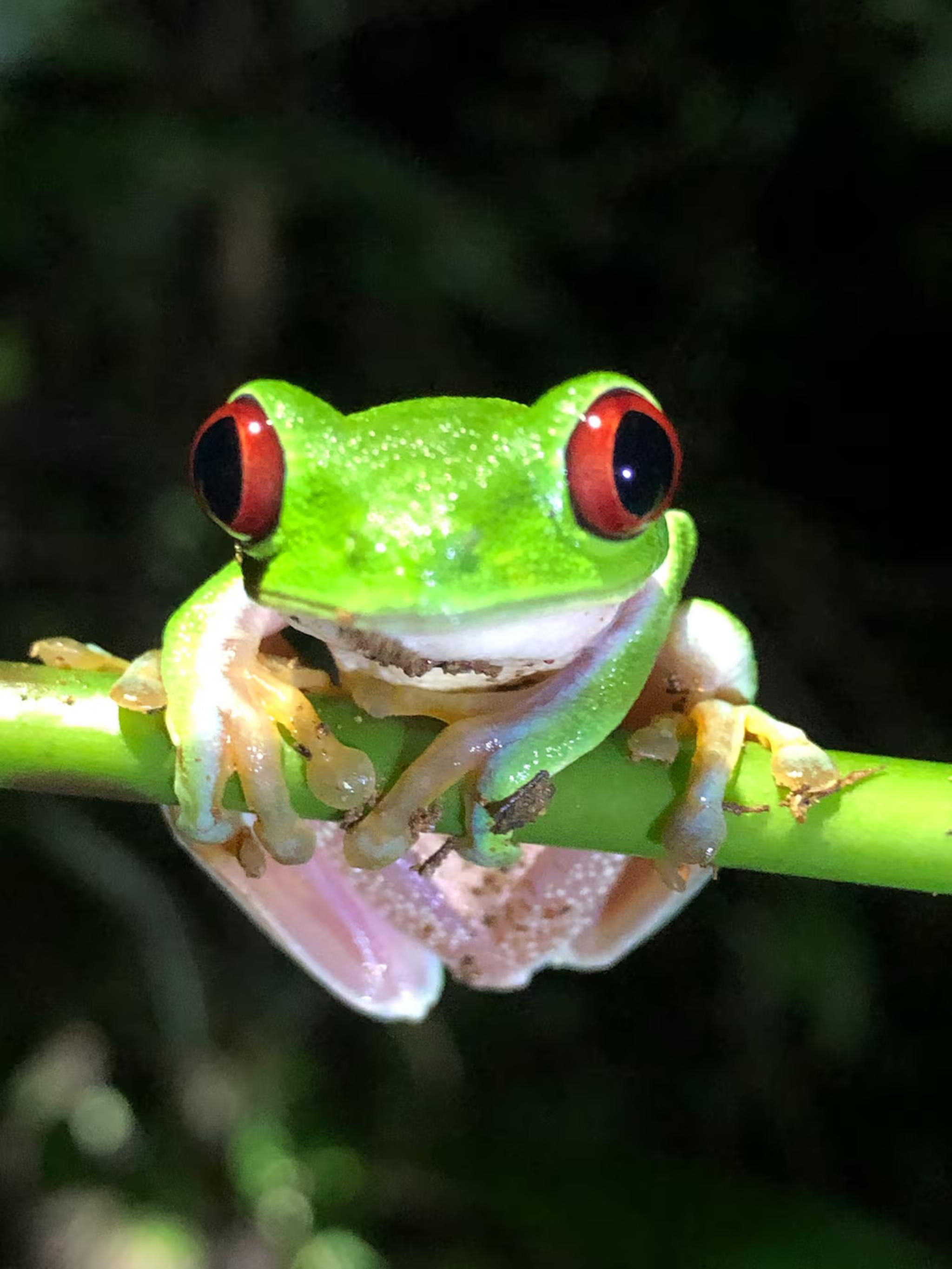 Vibrant red-eyed tree frog perched on a lush green branch
