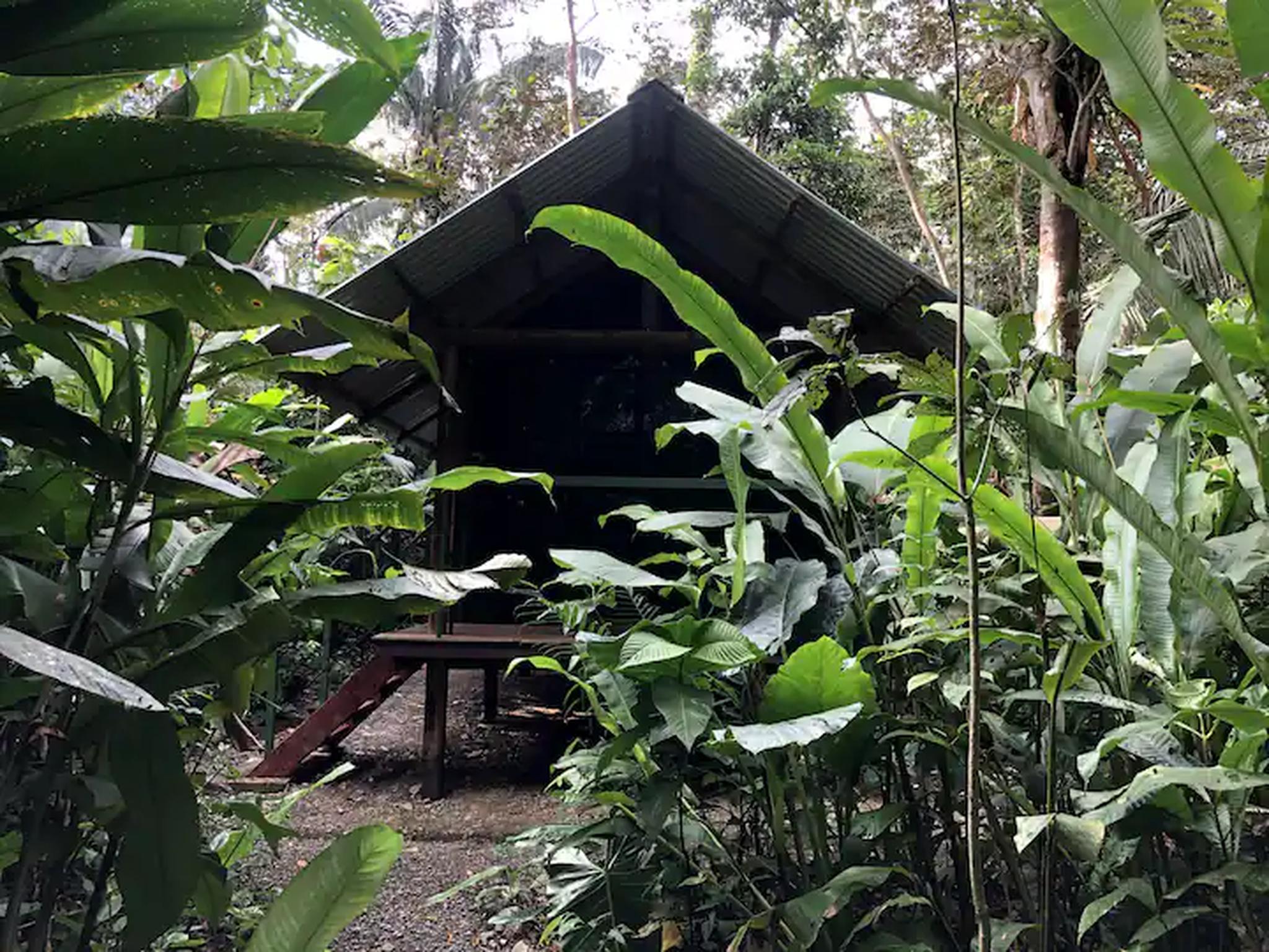 Secluded jungle bungalow surrounded by lush tropical greenery