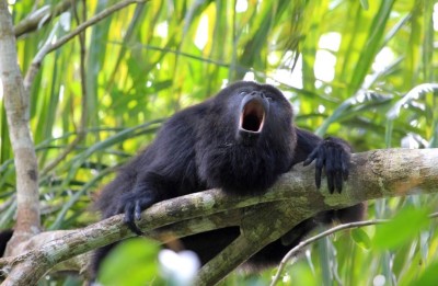 Wild howler monkey in lush tropical rainforest canopy