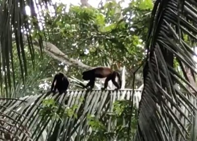 Tropical jungle views with playful monkeys just outside