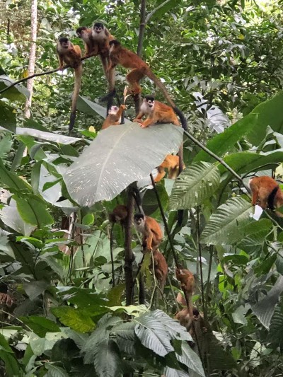 Immersive jungle setting with incredible tropical wildlife nearby