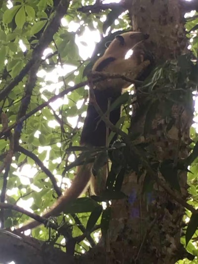 Rare wildlife sightings in a lush tropical canopy right by the property