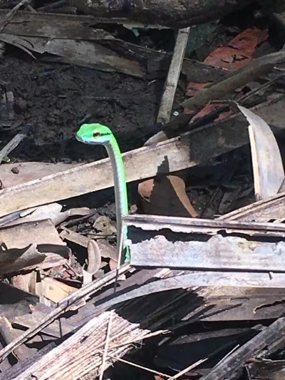 Green snake spotted among debris and damaged materials