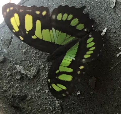 Vibrant butterfly detail showcasing the property’s natural surroundings