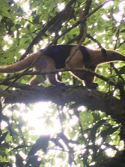 Tropical wildlife encounter beneath a lush, green forest canopy