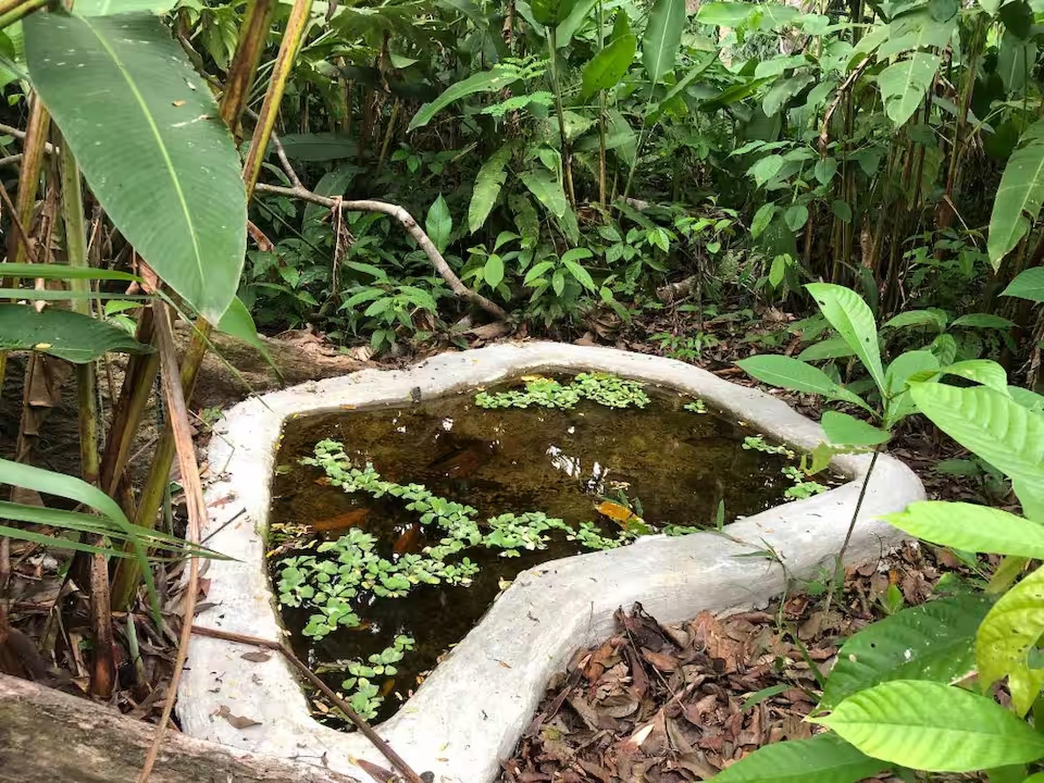 Secluded tropical garden pond with lush jungle surroundings
