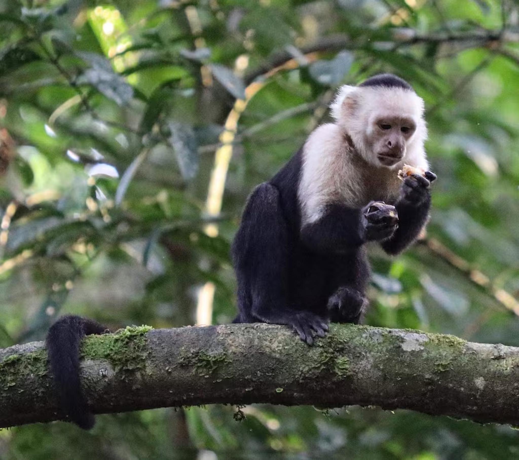 Wild capuchin monkey in a lush tropical setting with incredible wildlife views
