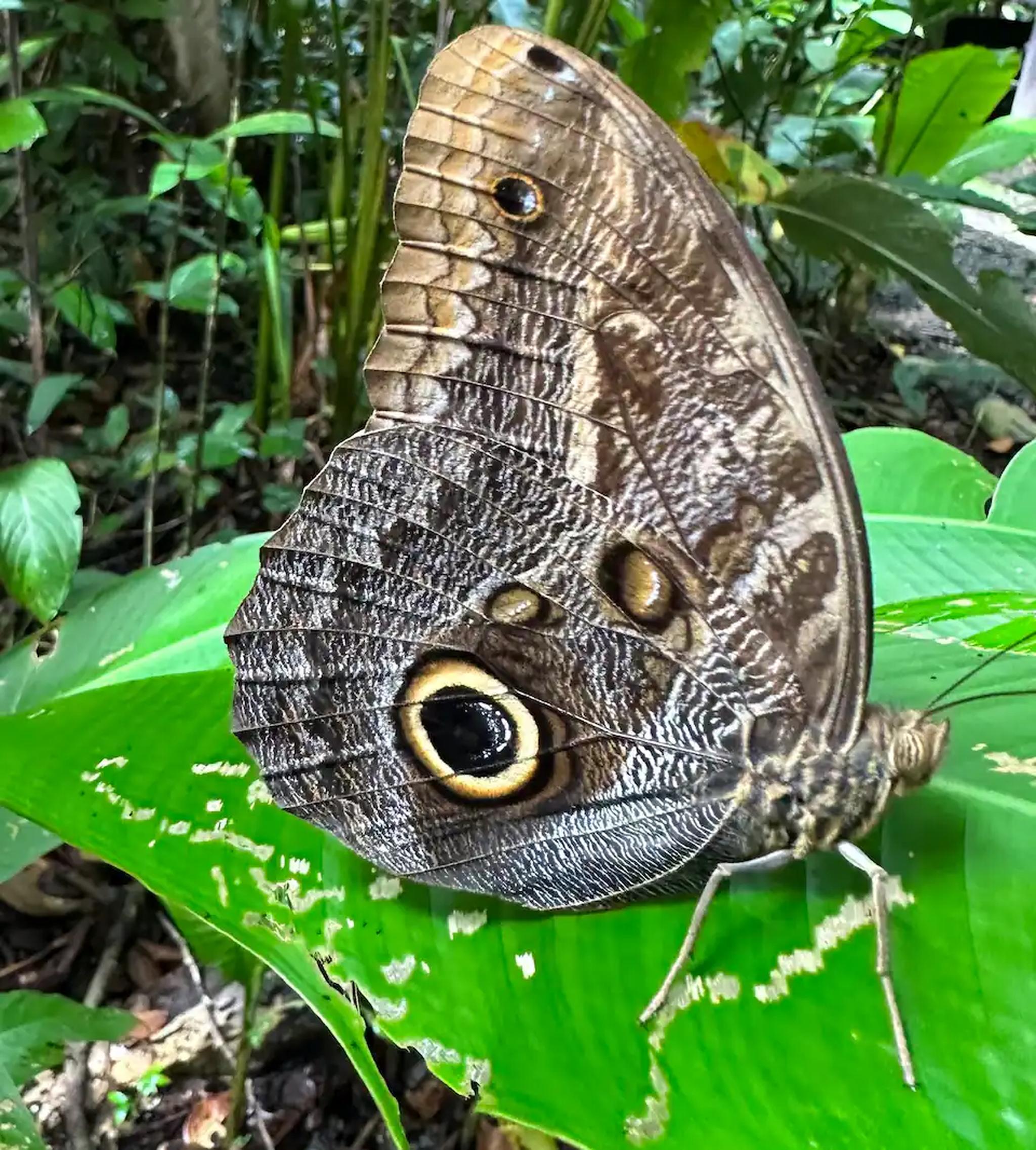 Lush tropical garden detail with a stunning butterfly close-up