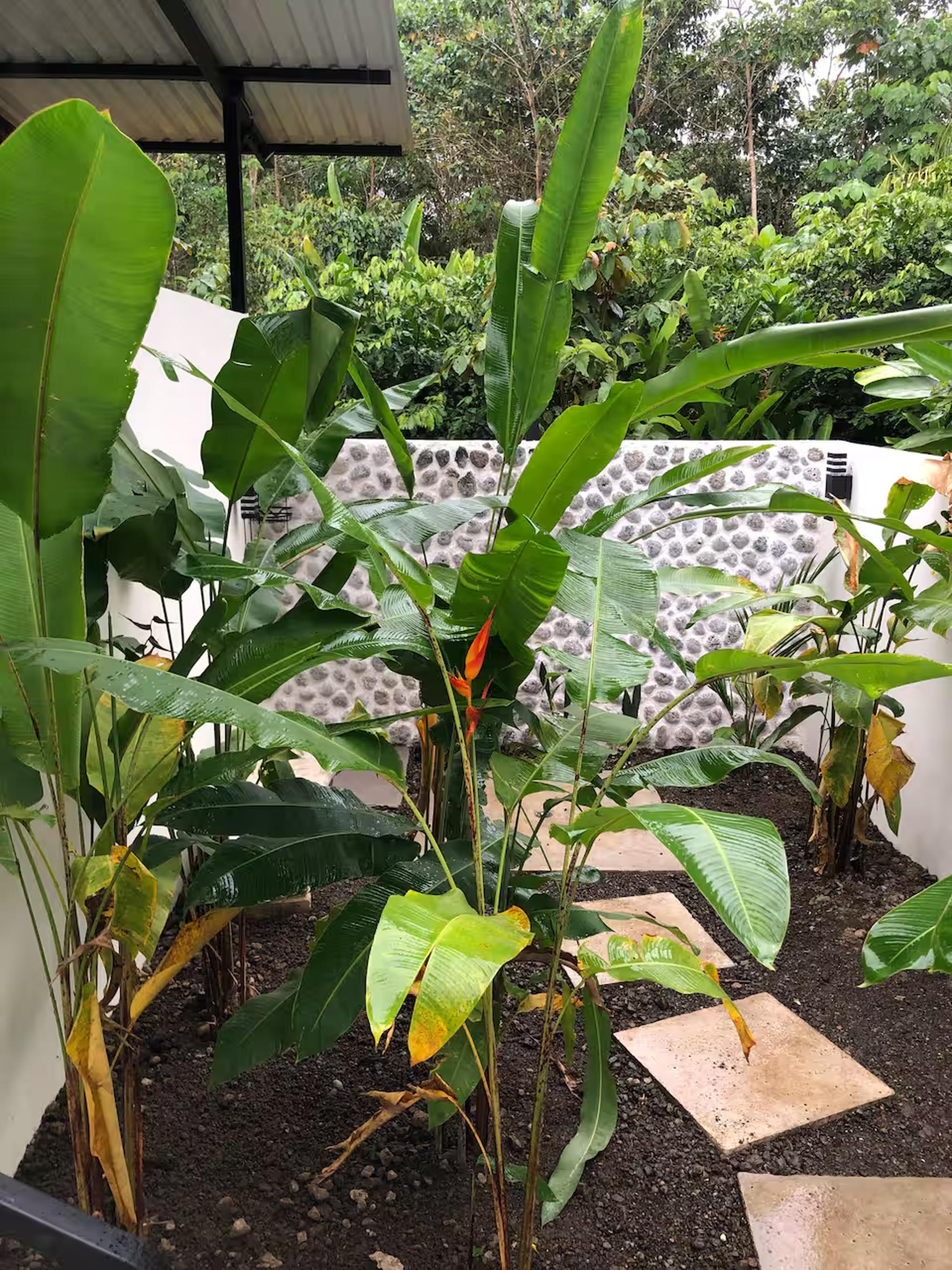 Lush tropical garden with stone path and private jungle-style ambiance