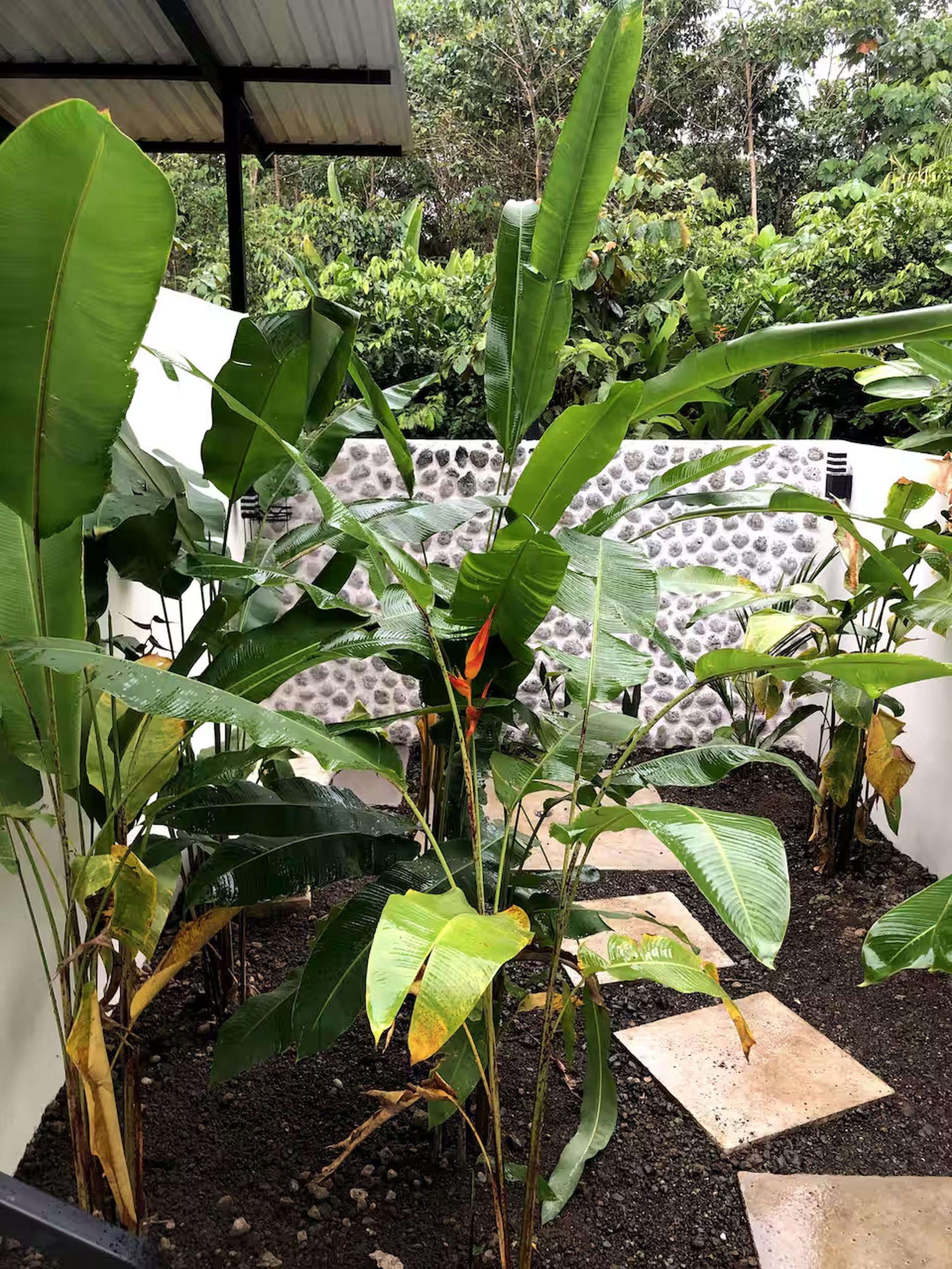 Lush tropical garden path with private, resort-style ambiance