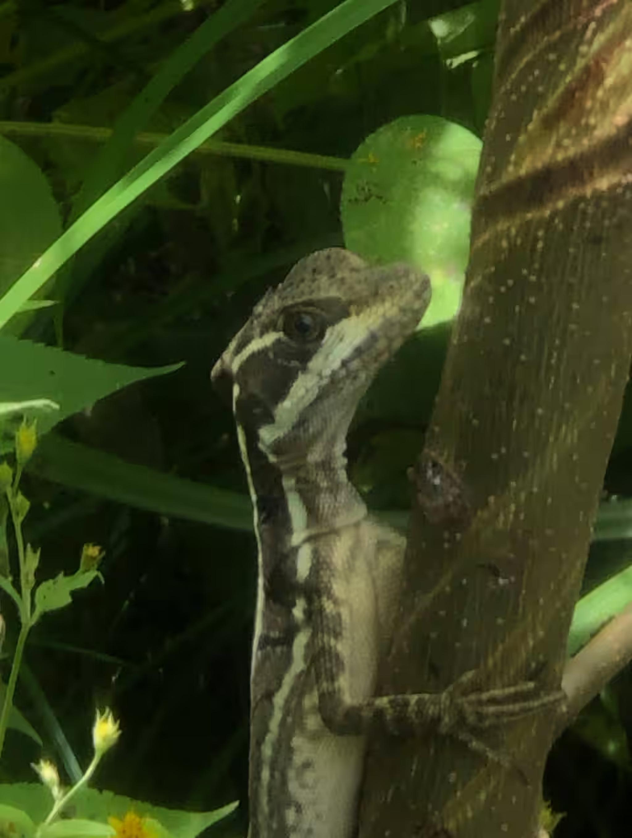 Tropical garden wildlife moment surrounded by lush greenery