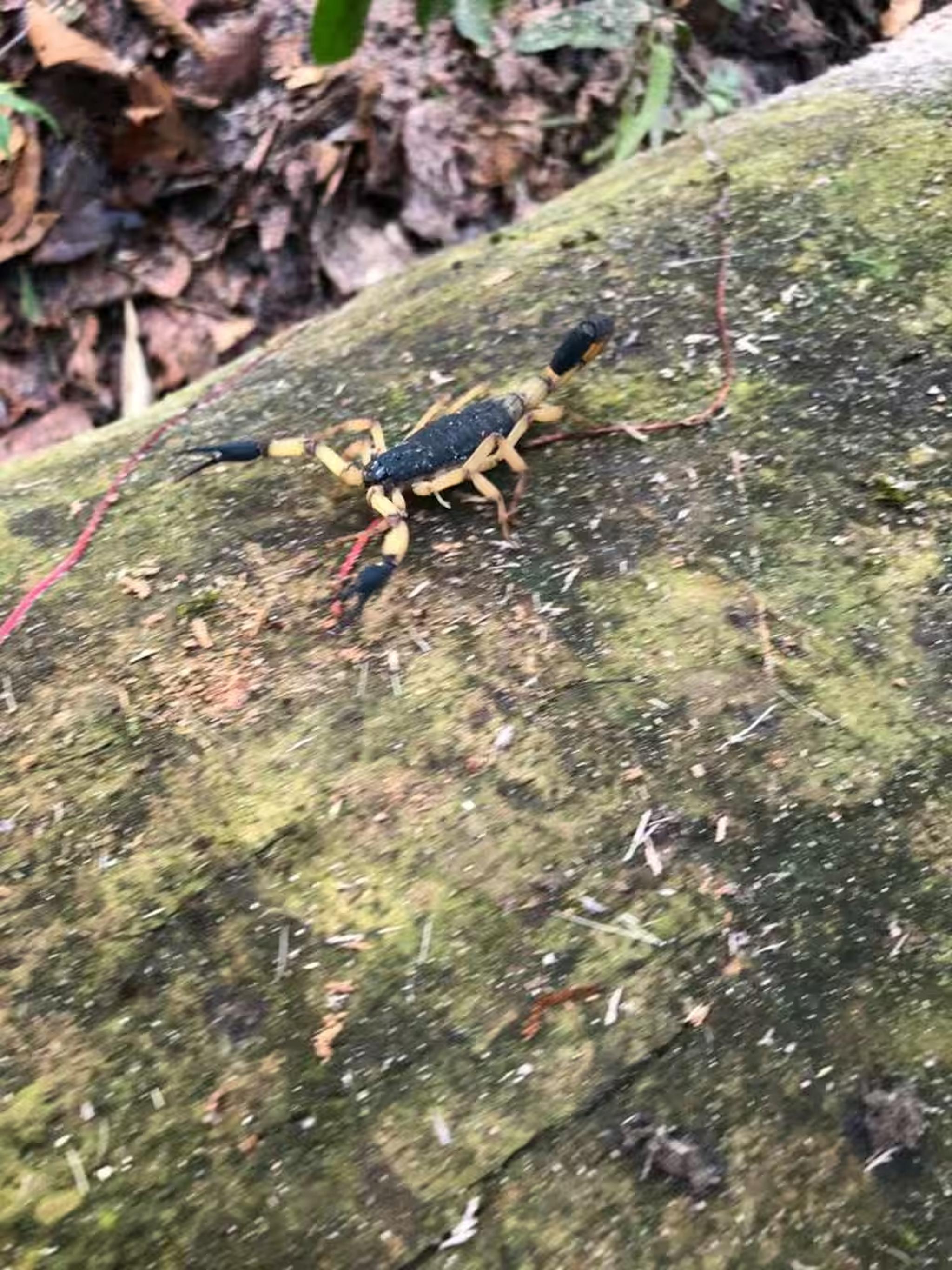 Wildlife sighting in a lush natural setting