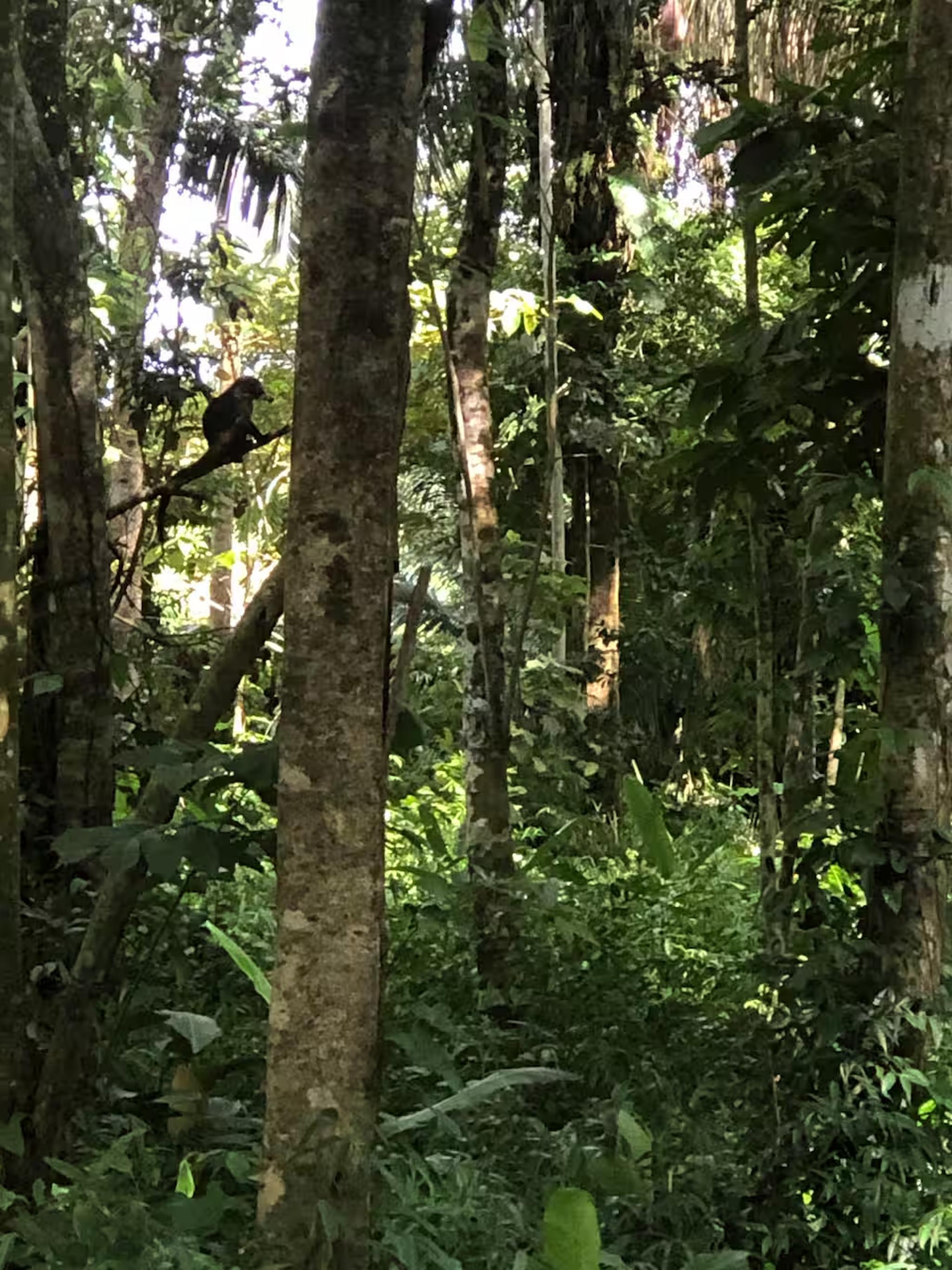 Lush tropical jungle views with peaceful greenery and native wildlife