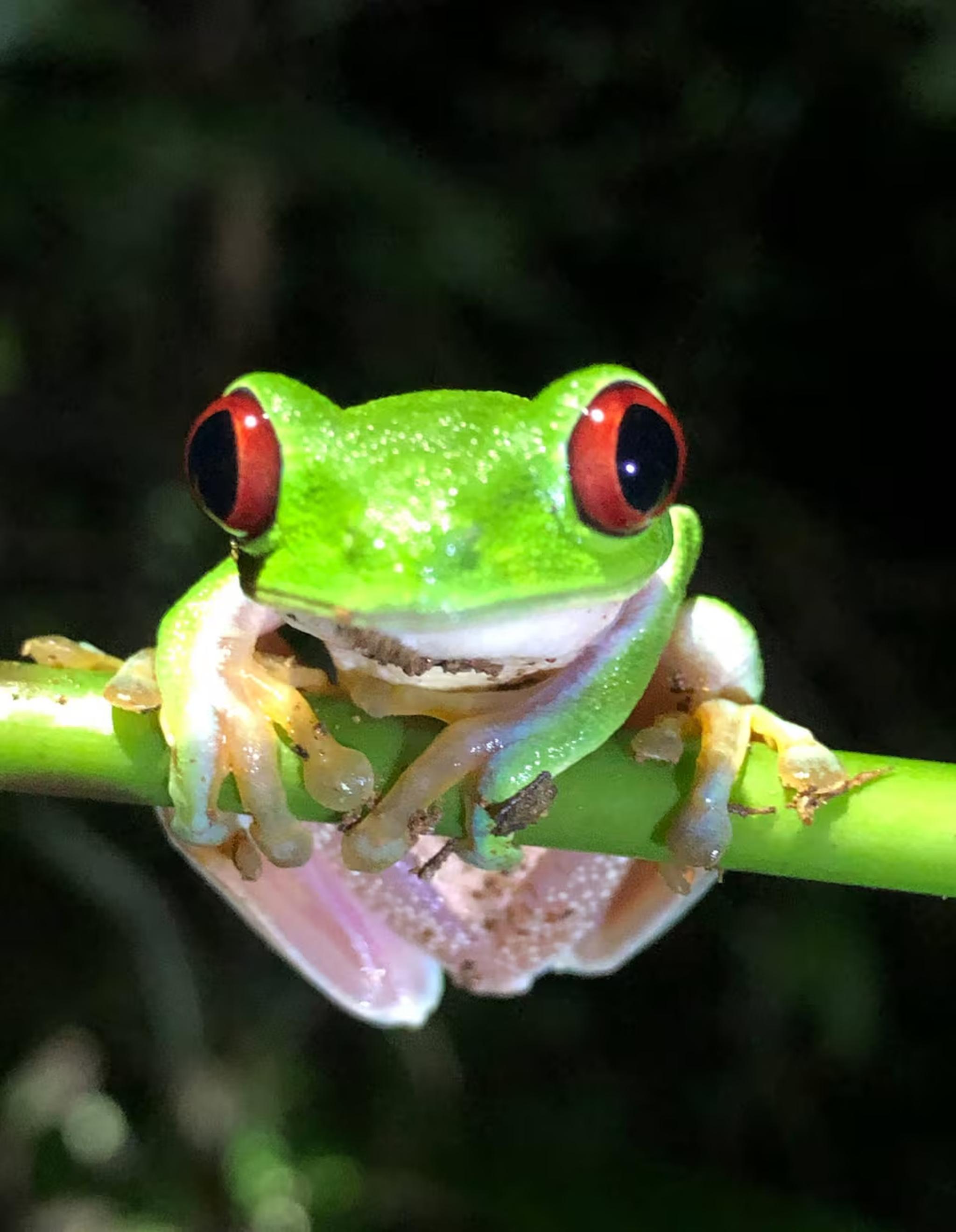 Close-up of a vibrant red-eyed tree frog on a lush green stem