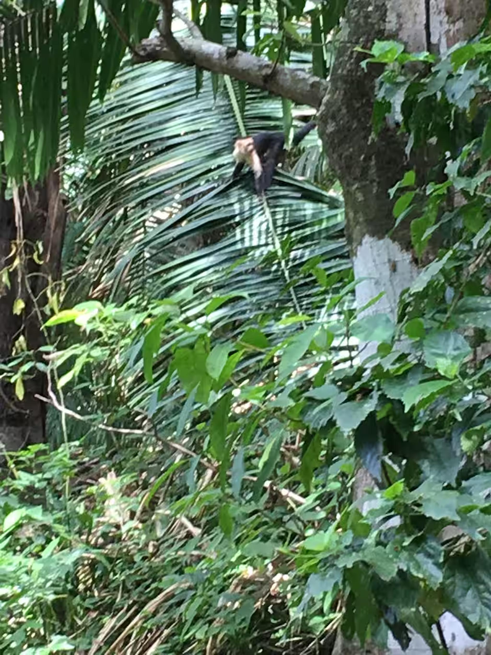 Lush tropical garden setting with vibrant greenery and native wildlife