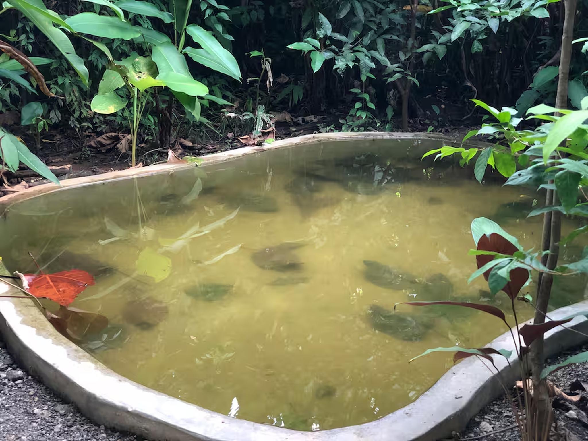 Secluded garden pond surrounded by lush tropical greenery