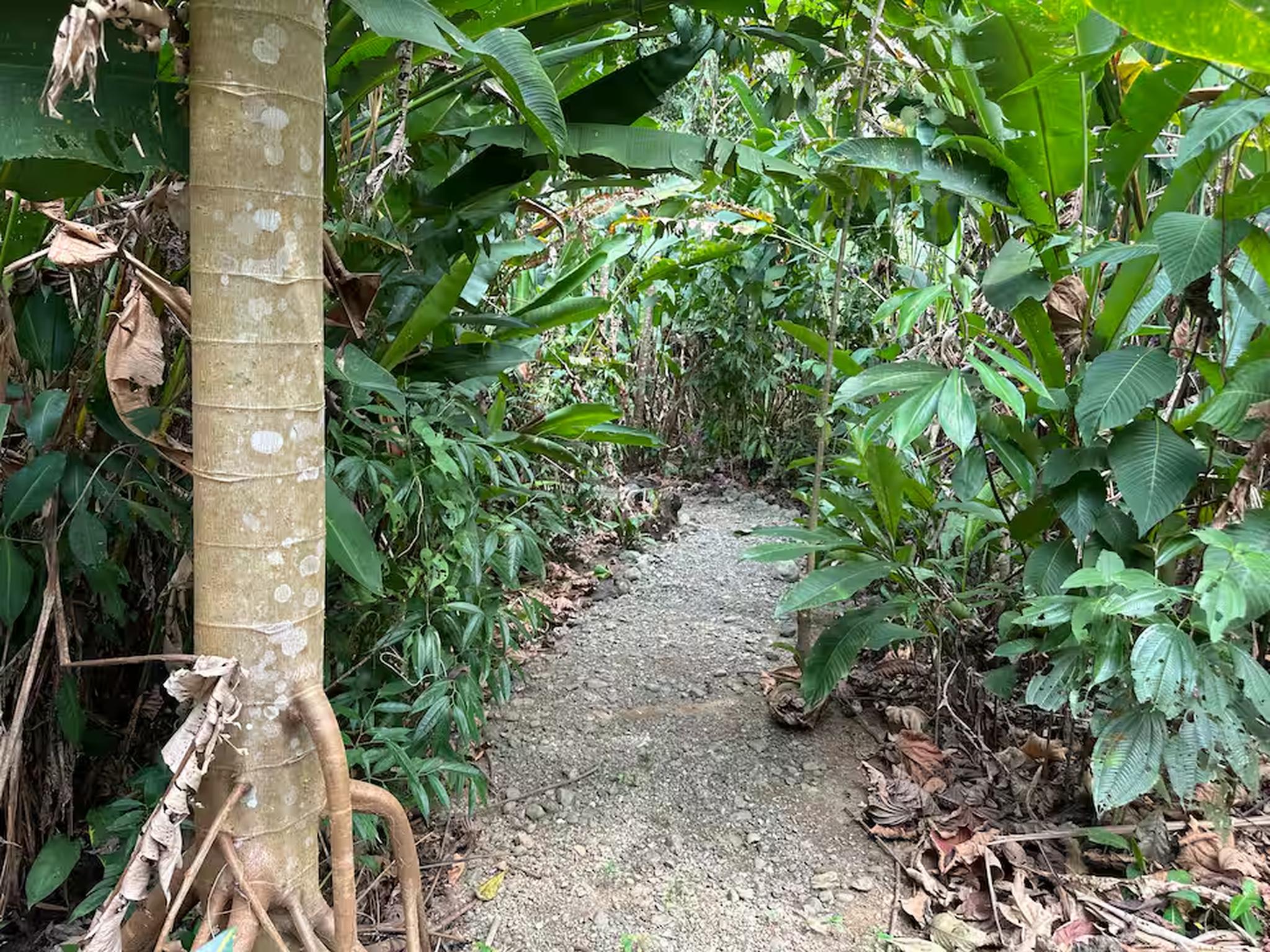 Lush tropical garden path for a private, nature-filled escape
