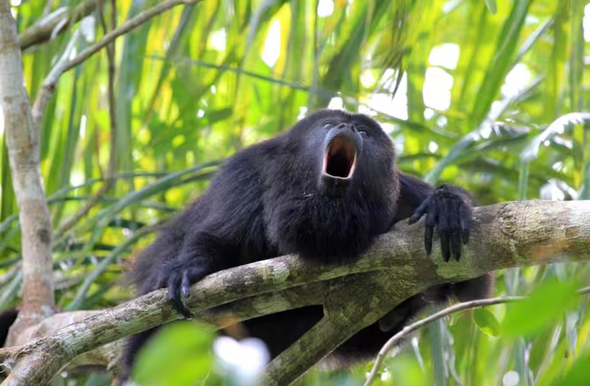 Wild howler monkey in lush tropical jungle setting