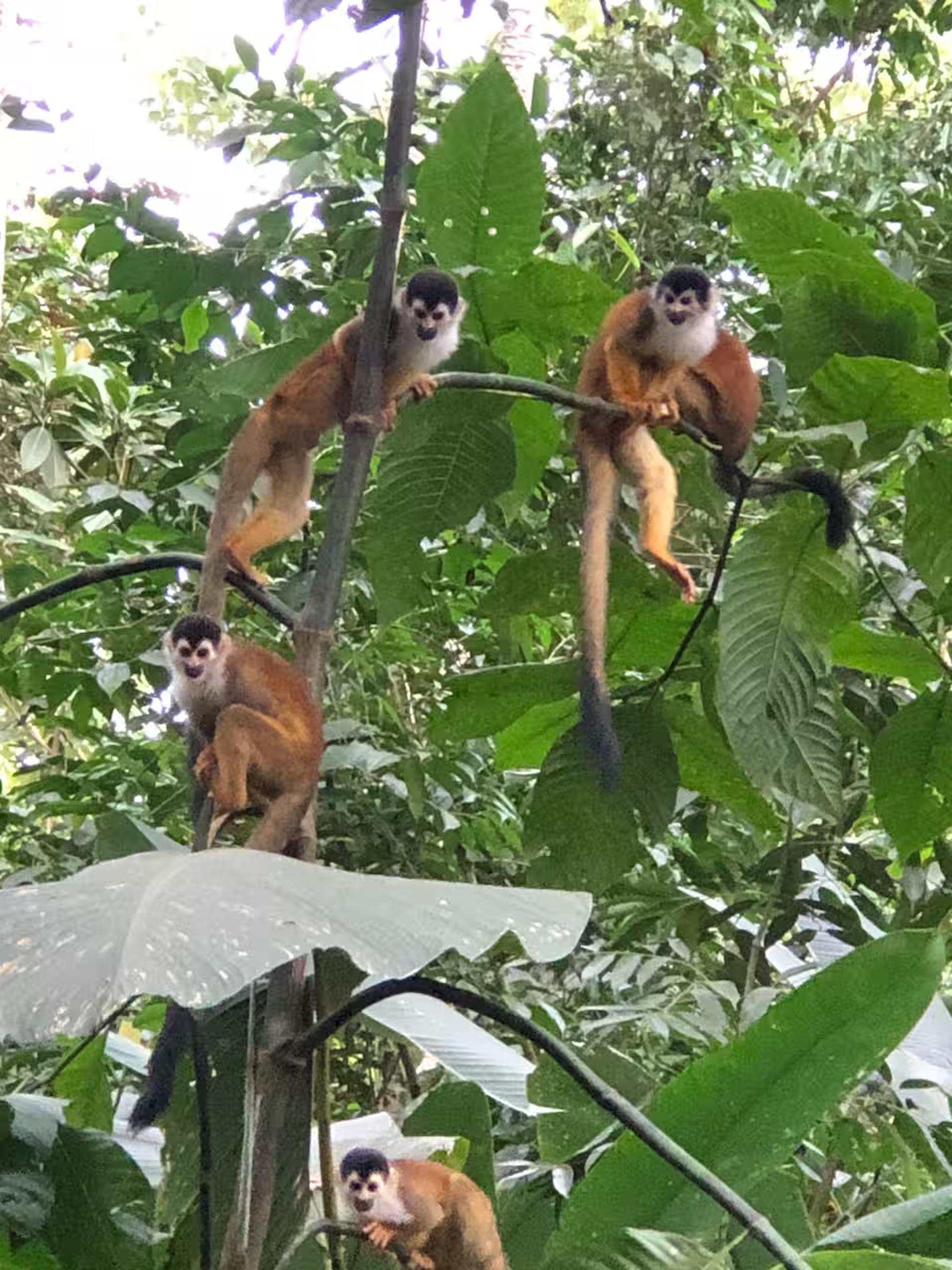 Playful monkeys in lush tropical canopy for a true jungle escape