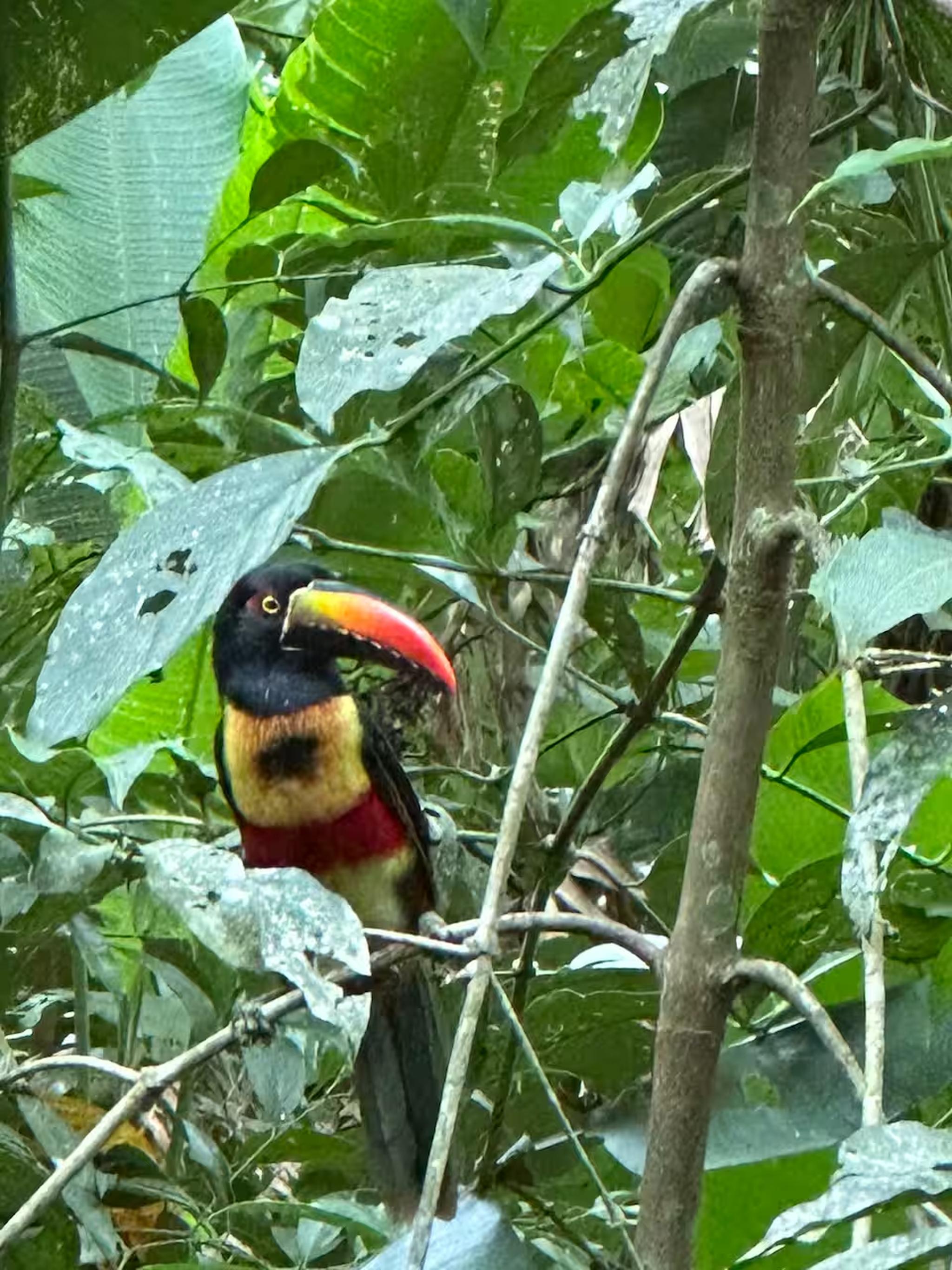 Vibrant toucan sighting in lush tropical surroundings