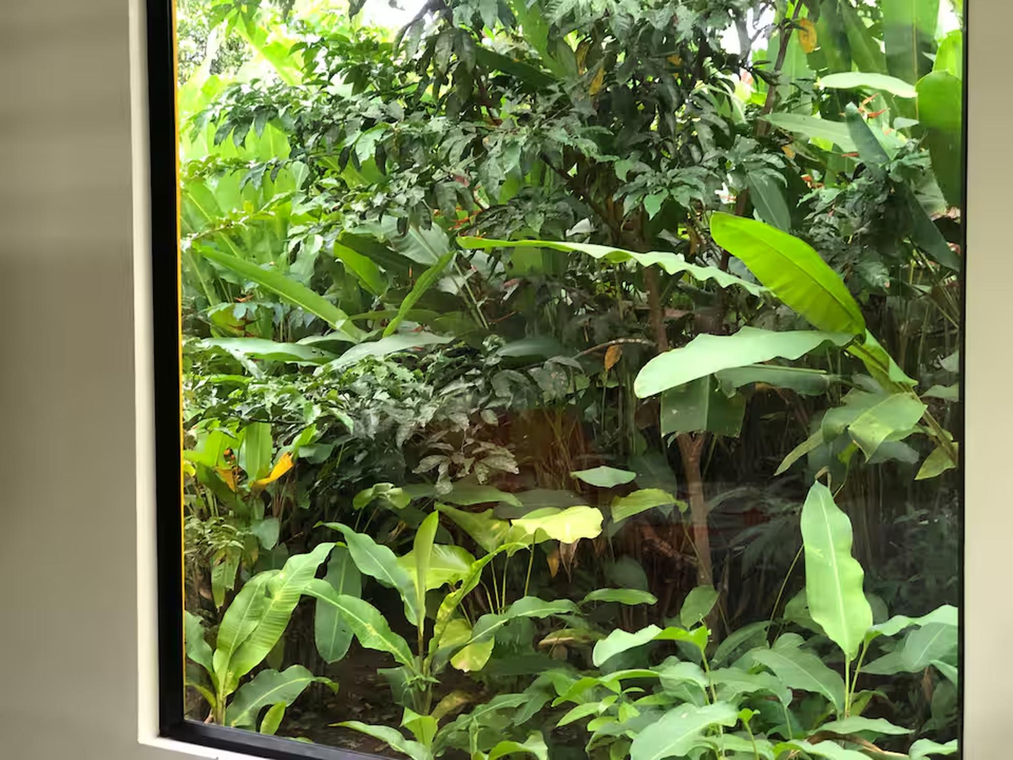 Floor-to-ceiling window with lush tropical garden views