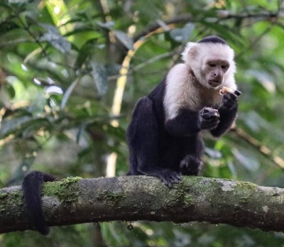 Wild capuchin sighting in a lush tropical forest setting