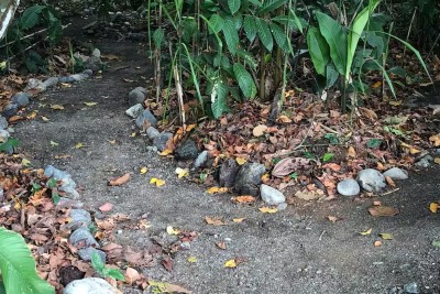 Lush tropical garden path with peaceful, nature-filled charm