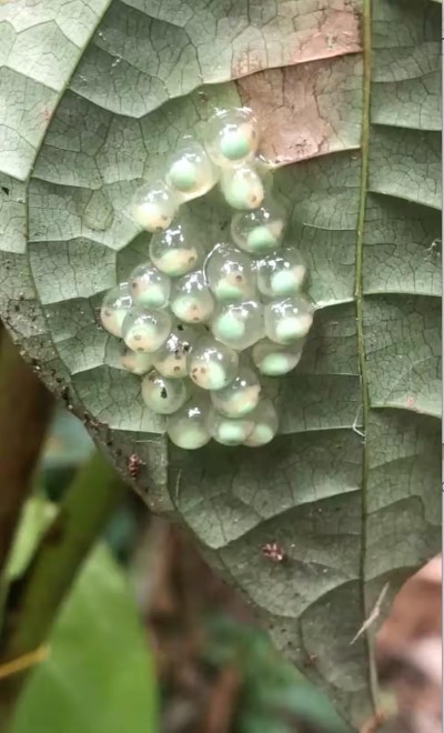 Macro nature close-up featuring delicate translucent eggs on a leaf
