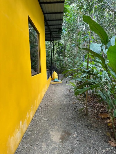 Bright tropical walkway with lush jungle surroundings