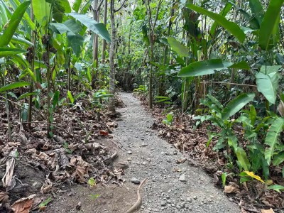Private tropical garden path surrounded by lush jungle greenery