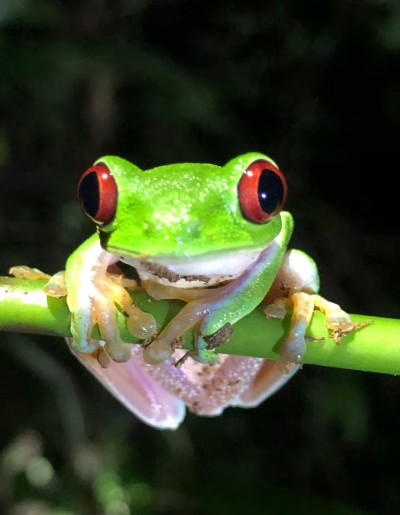 Close-up of a vibrant red-eyed tree frog on a lush green stem