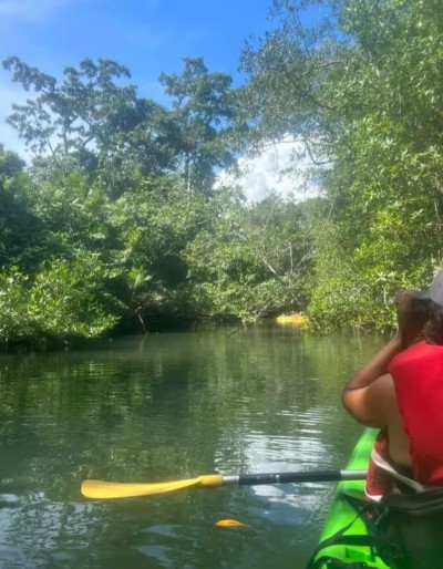 Peaceful kayaking through lush tropical waterways