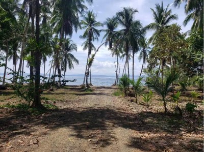 Private palm-lined path leading to a serene tropical beachfront