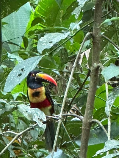 Vibrant toucan sighting in lush tropical surroundings