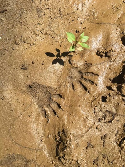 Nature at your doorstep with wildlife tracks and fresh greenery