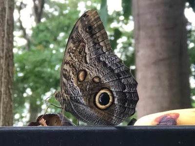 Peaceful woodland setting with beautiful butterfly sightings