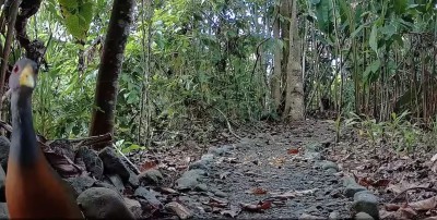Secluded jungle path with lush greenery and charming local wildlife
