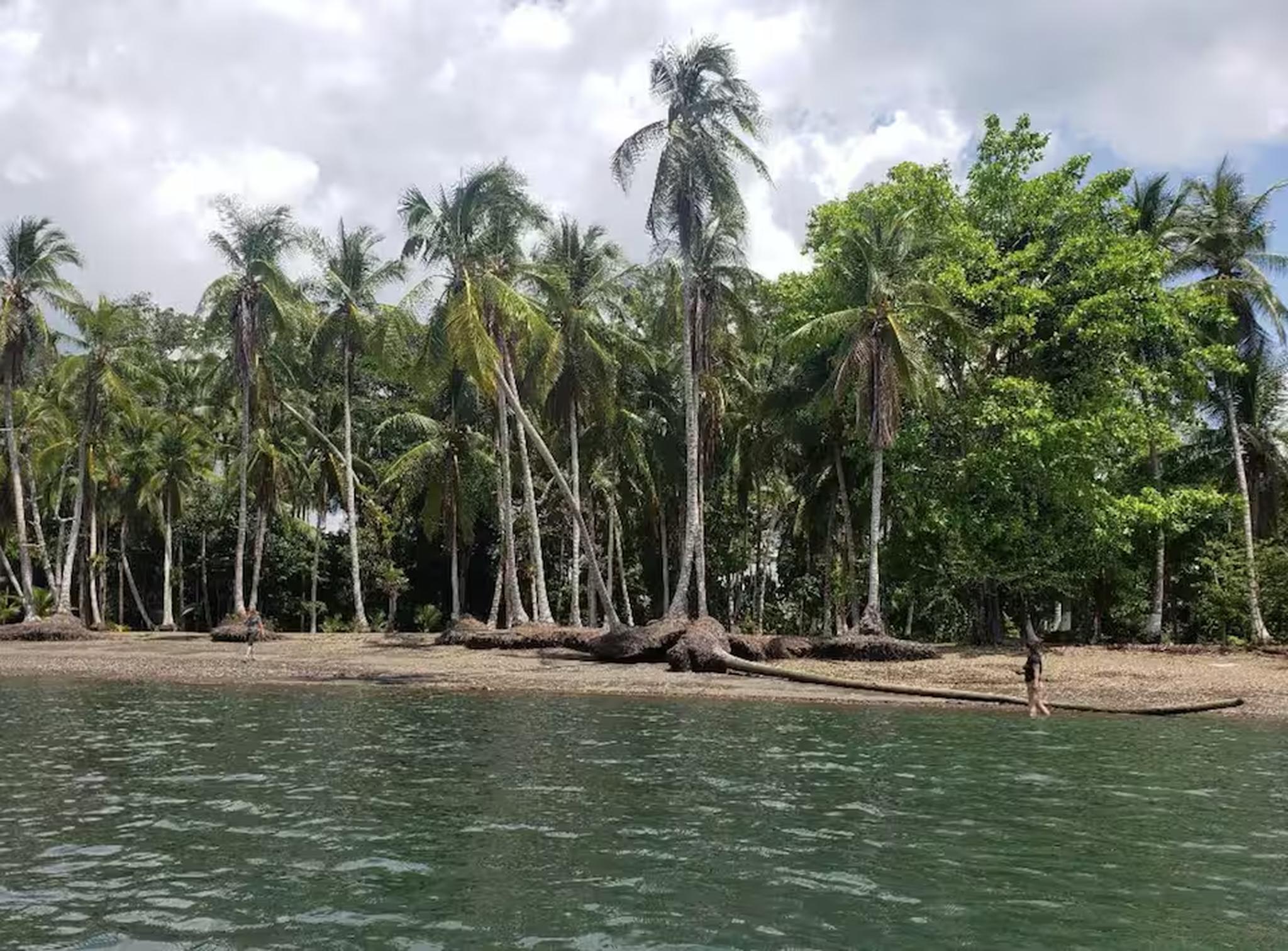 Secluded palm-lined beachfront with calm tropical waters