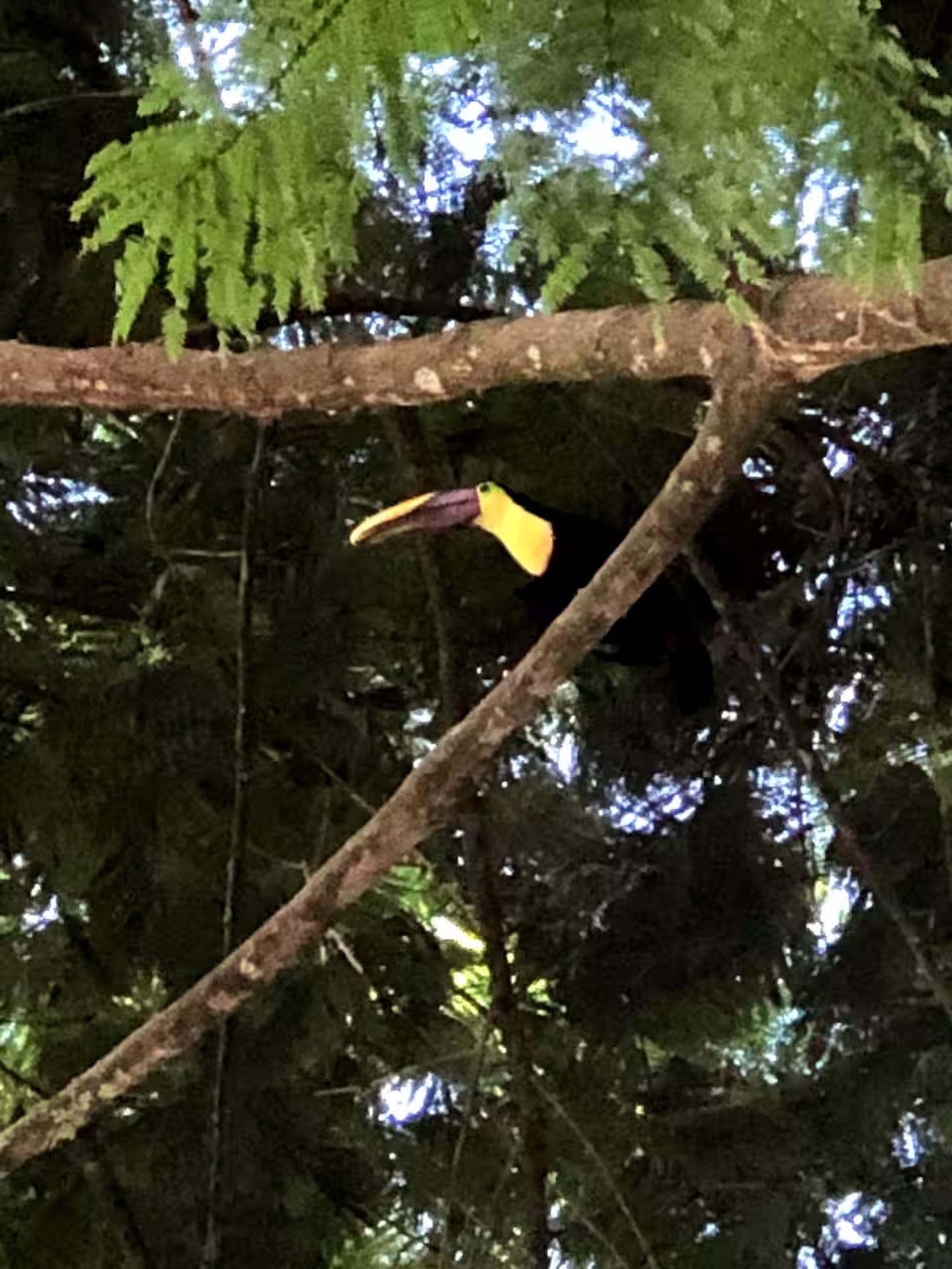 Tropical toucan sighting nestled in the lush surrounding canopy