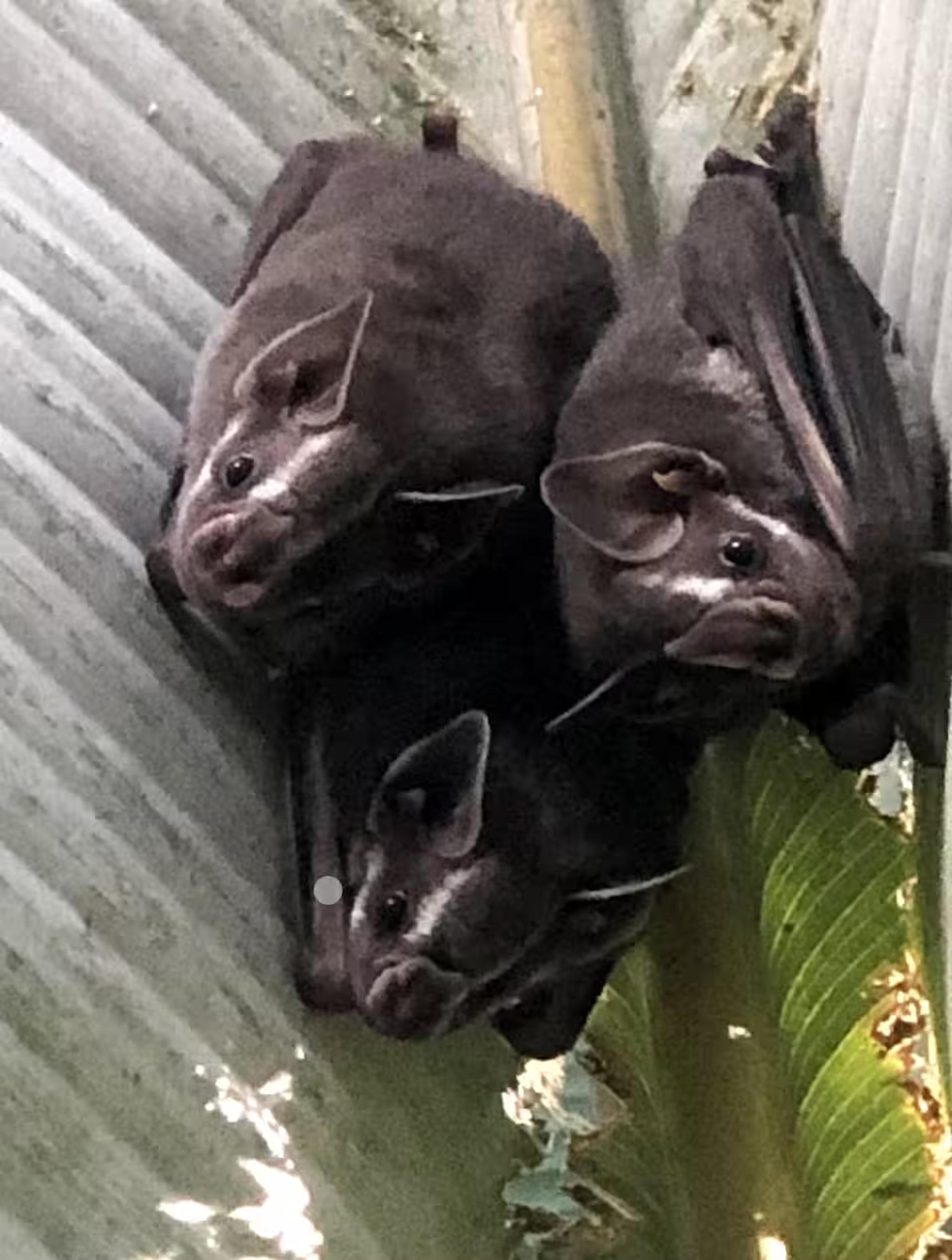 Unique wildlife moment: three bats roosting in a tropical setting