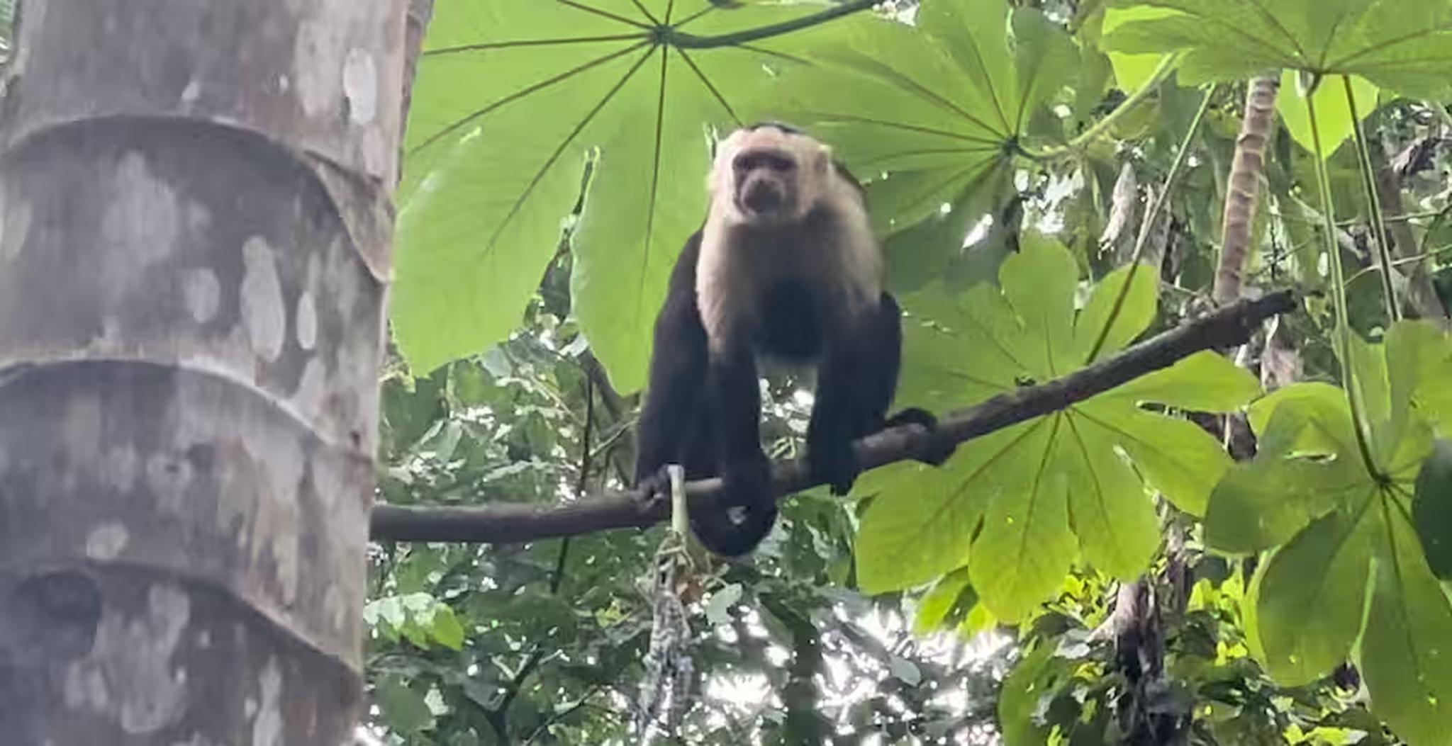 Lush tropical setting with close-up wildlife views in the canopy