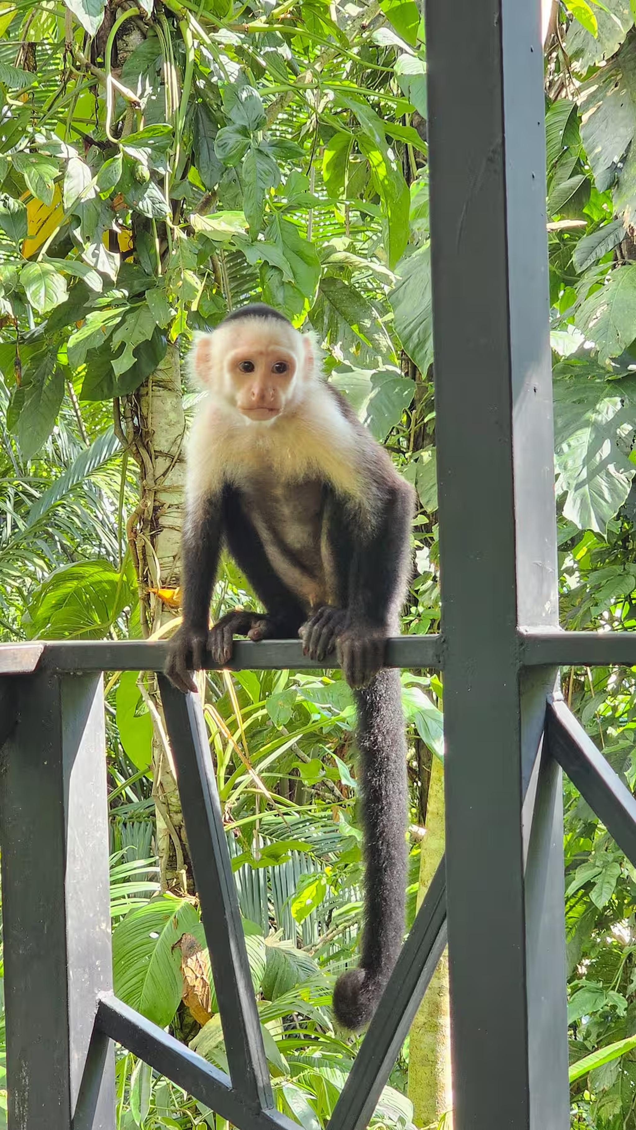 Wake up to tropical views and unforgettable wildlife right on the balcony