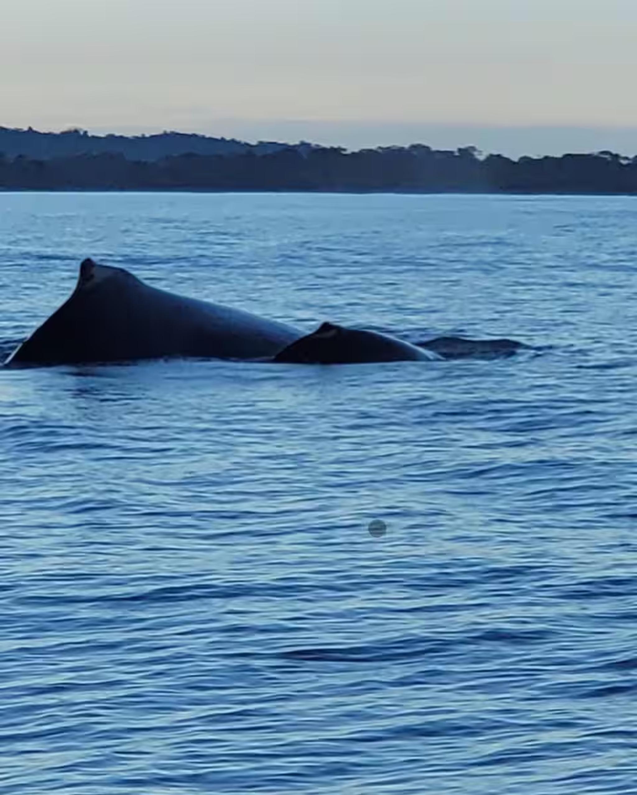 Unforgettable coastal wildlife views with whale sightings nearby