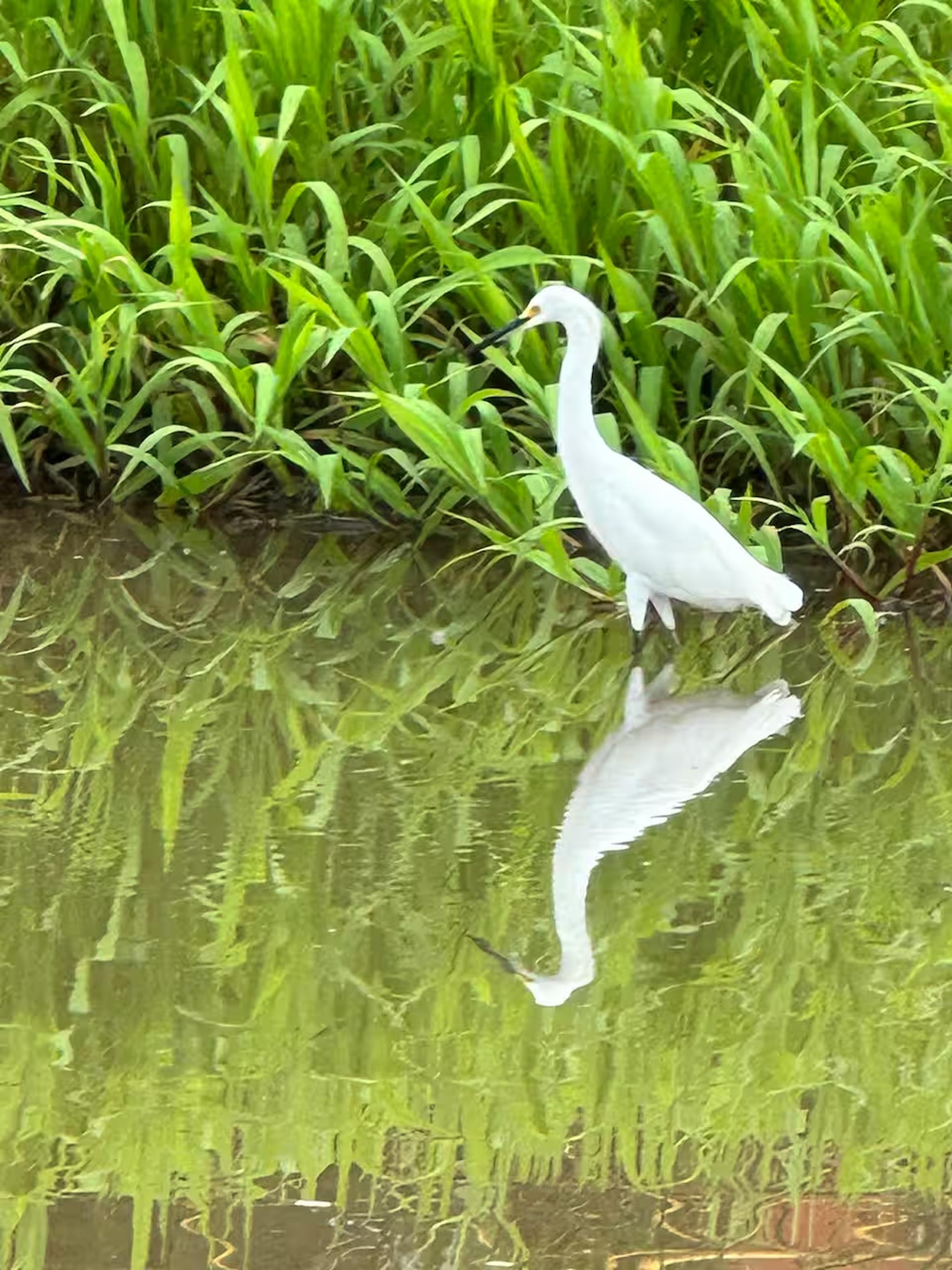Serene waterside scene with a graceful egret and lush green reflections