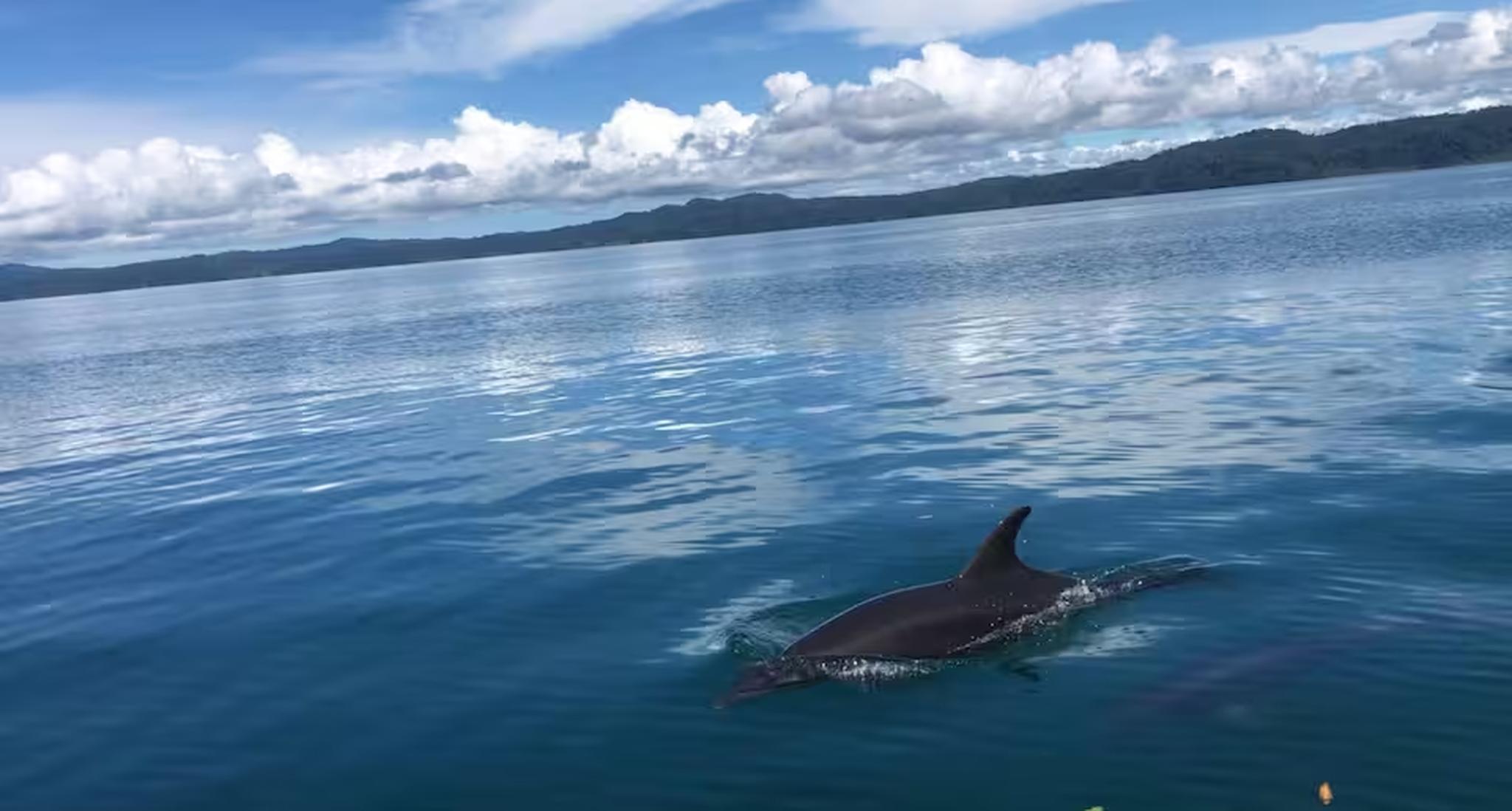 Peaceful ocean views with dolphin sightings right offshore