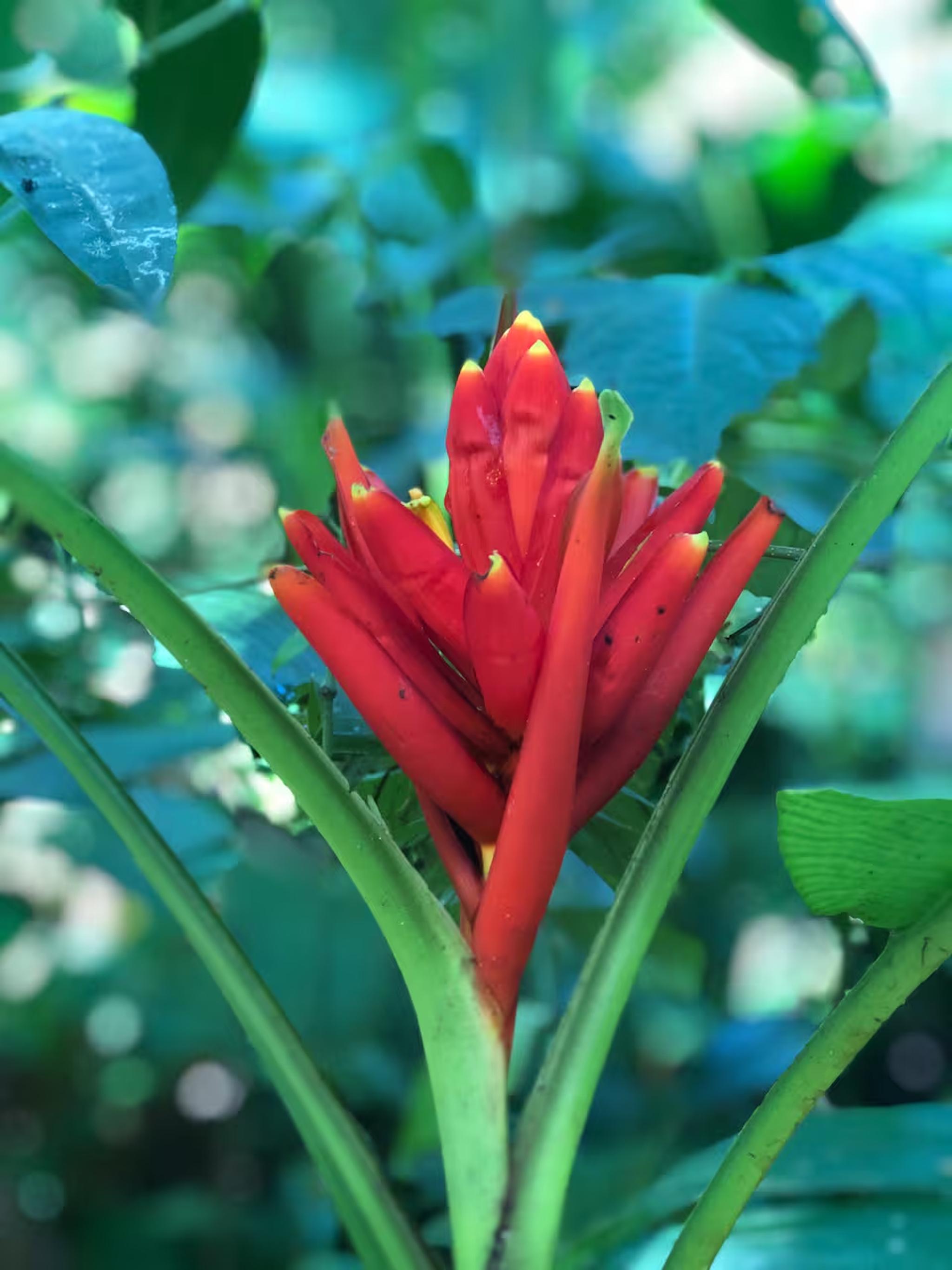 Lush tropical garden detail with vibrant blooms and serene natural beauty