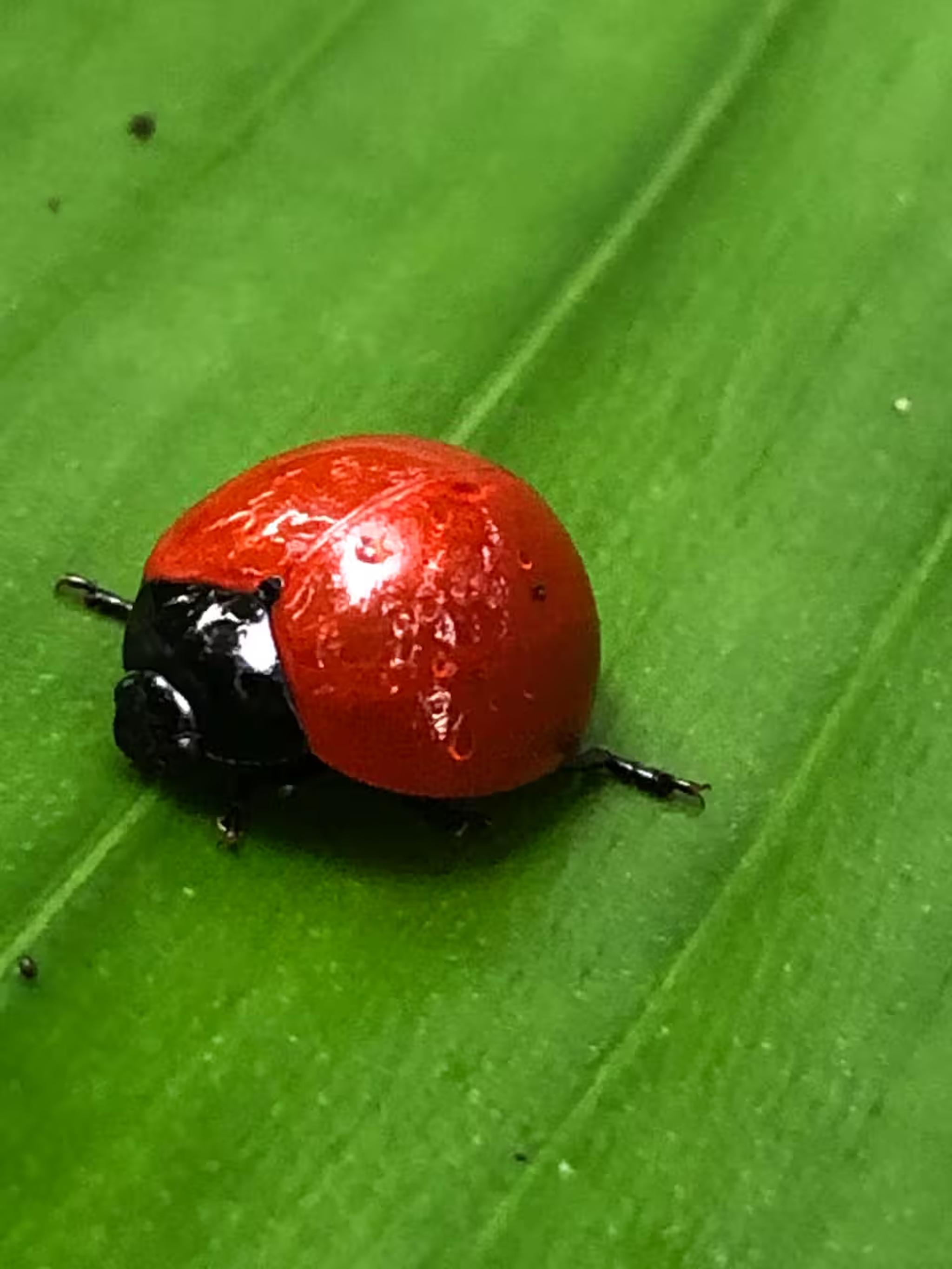 Vivid ladybug on a lush green leaf adds a charming garden touch