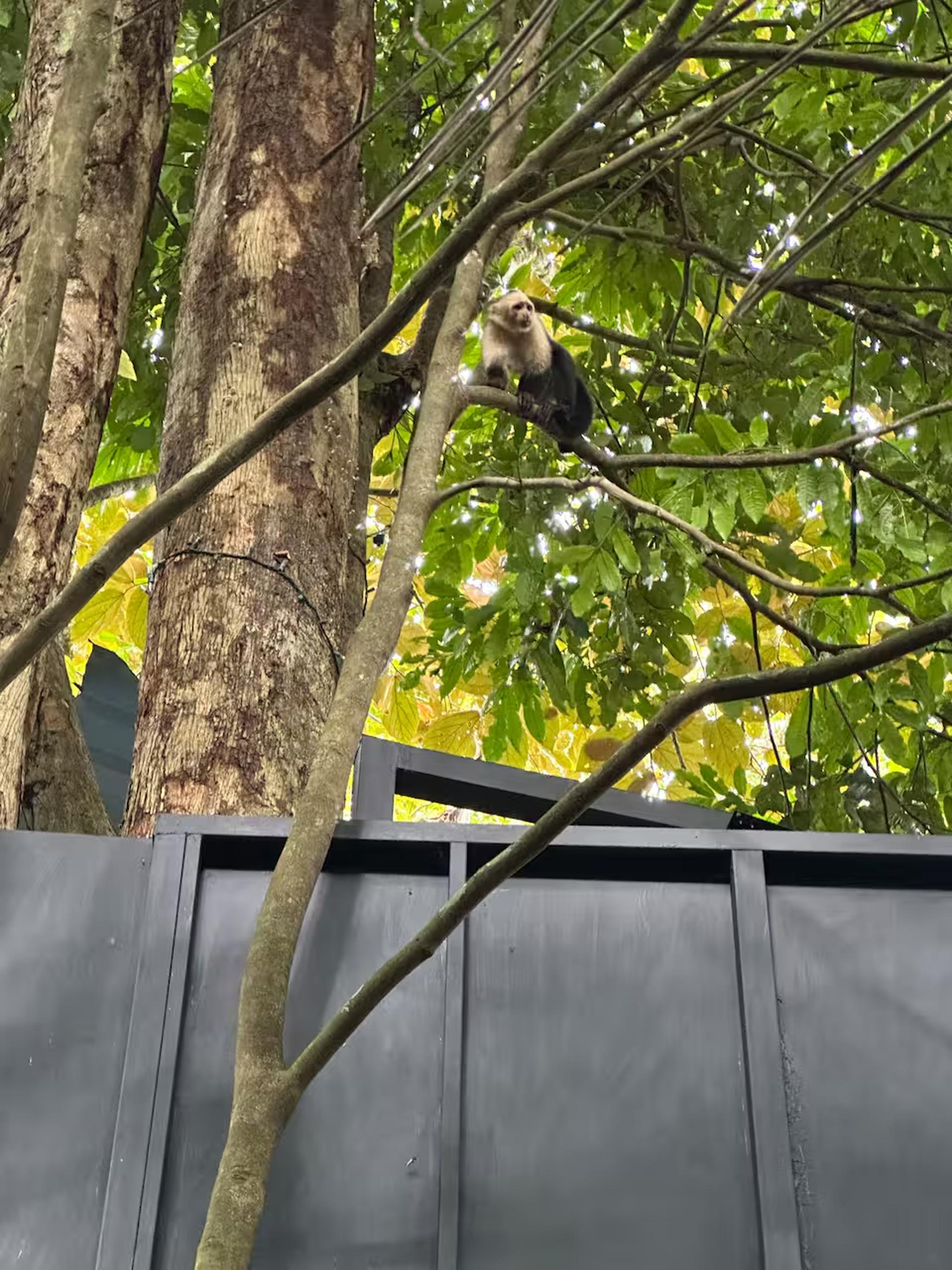 Tropical treetop views with visiting wildlife right by the property